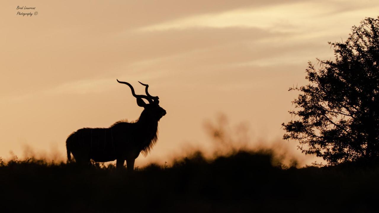 Woodbury Tented Camp - Amakhala Game Reserve Ngoại thất bức ảnh