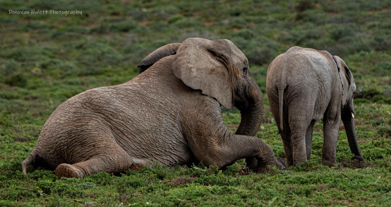 Woodbury Tented Camp - Amakhala Game Reserve Ngoại thất bức ảnh
