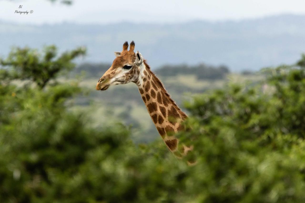 Woodbury Tented Camp - Amakhala Game Reserve Ngoại thất bức ảnh